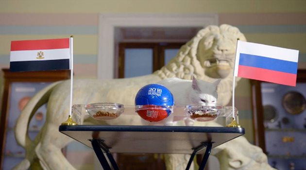 عيش المونديال| القط أخيل يتنبأ بفوز روسيا على مصر