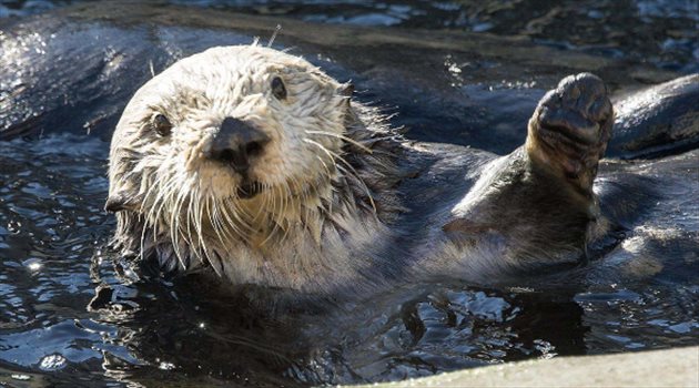 عيش المونديال| ثعلب الماء يتوقع فوز روسيا على مصر