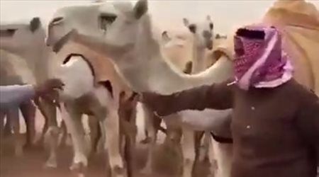 لقطة طريفة لسوريانو.. مهاجم الهلال خائفا