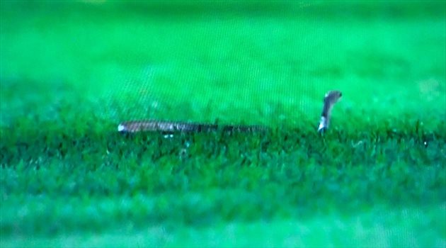 فيديو وصور| صدق أو لا تصدق.. ثعبان يثير الرعب في الملاعب السعودية