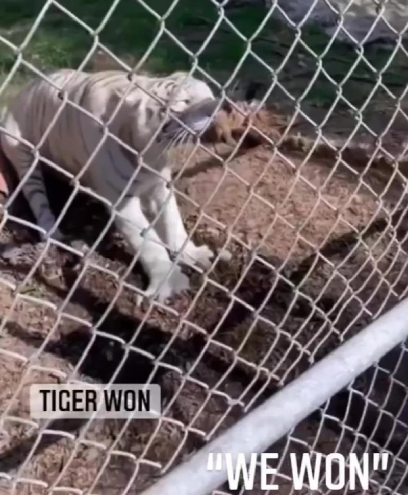 بن تشيلويل يصارع نمر أبيض بن تشيلويل يصارع نمر أبيض