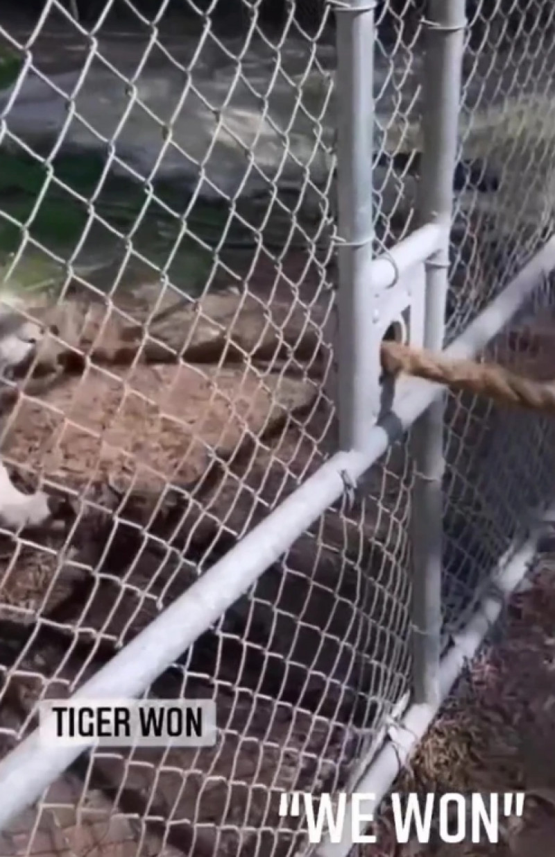 بن تشيلويل يصارع نمر أبيض بن تشيلويل يصارع نمر أبيض