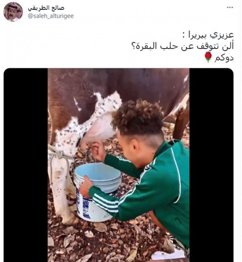 بيريرا يحلب البقرة بيريرا يحلب البقرة